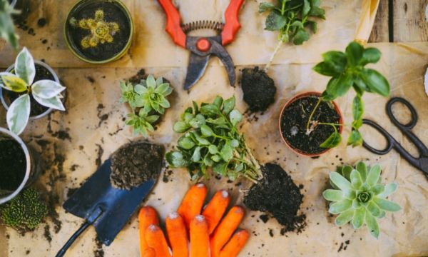 Green Thumb in a Tiny House: Essential Gardening Tools for Small Spaces