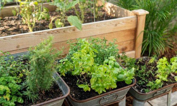 Growing Herbs in Tiny Spaces: Flavorful Delights for Tiny House Gardeners